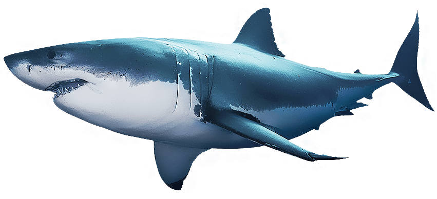 Http - //start - Att - Week/perfect Predator Sharks - Great White Shark Swimming Photo Art Print Poster 24x36 (850x478), Png Download