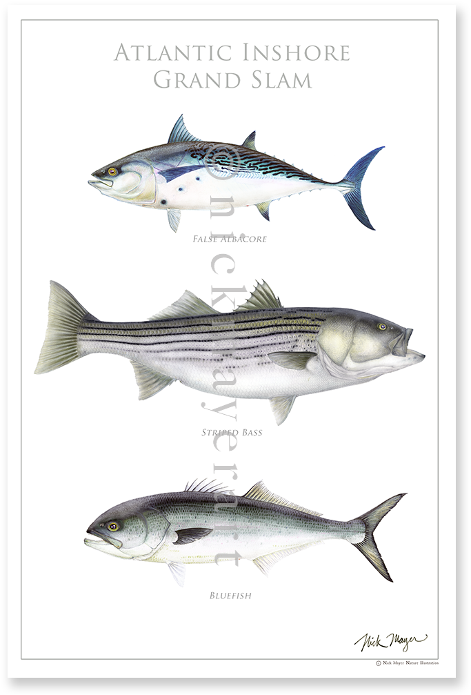 Atlantic Inshore Grand Slam Poster Featured In The - Tiger Shark (700x1025), Png Download