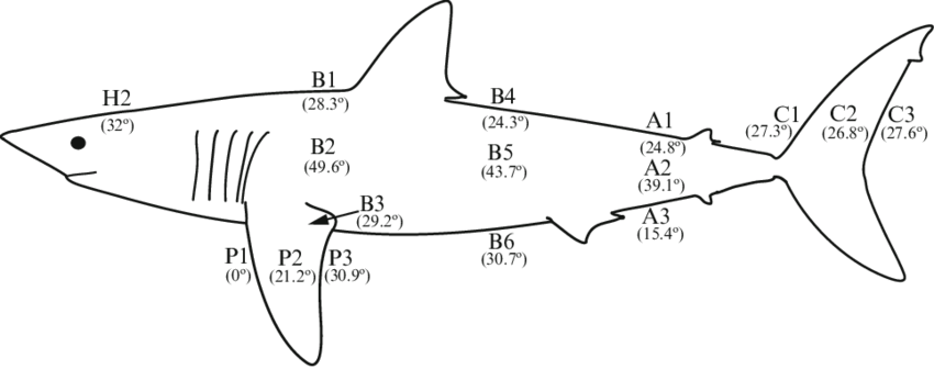 Outline Of A Representative Shortfin Mako Shark Isurus - Mako Shark Diagram (850x336), Png Download