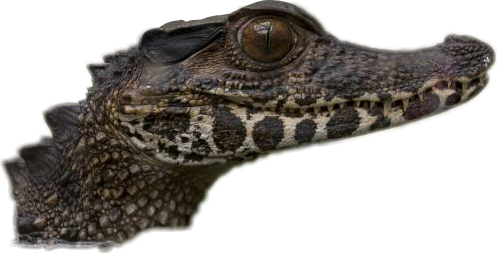 Crocodiles (497x253), Png Download