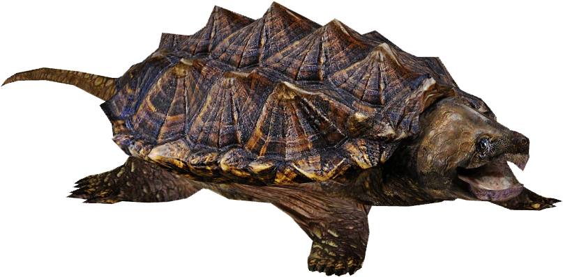 Alligator Snapping Turtle 3 - Snapping Turtle Png (806x806), Png Download