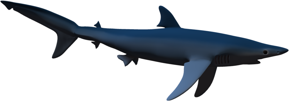 Fishes Sharks And Dolphins (1024x639), Png Download