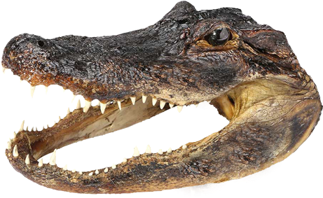 See Our Unique Gift Shop To Help You Find That Perfect - American Crocodile (476x294), Png Download