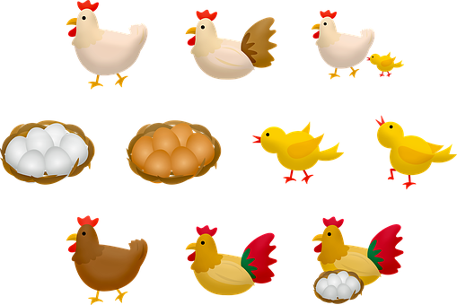 Chicken And Eggs, Baby Chick, Mother Hen - Chicken (509x340), Png Download