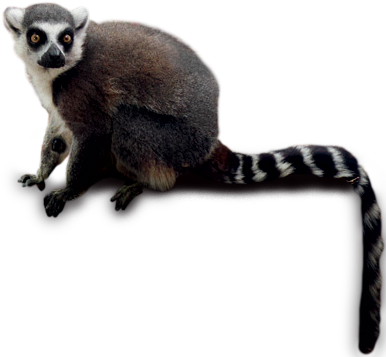 Lemur Png (420x372), Png Download