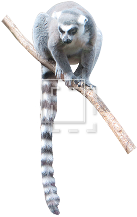 Lemur - Lemur Cut Out (450x450), Png Download