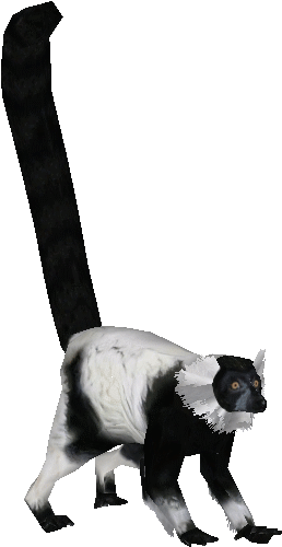 Whiteruffedlemurludo - Black And White Ruffed Lemur Png (550x550), Png Download