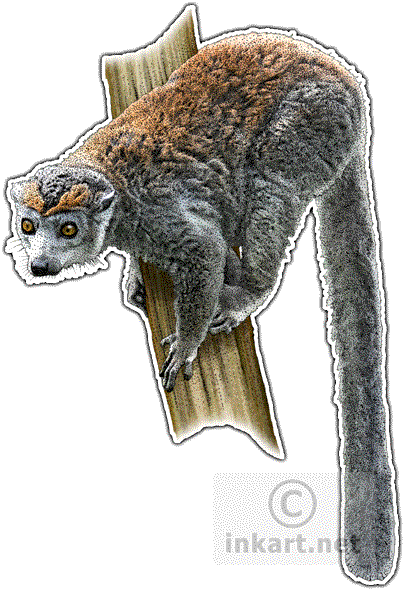 Crowned Lemur Decal - Crowned Lemur Throw Blanket (404x590), Png Download