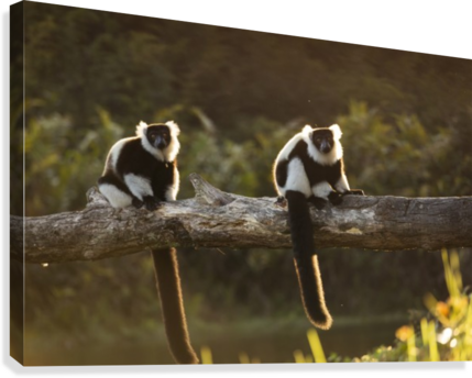 Lemur In His Natural Habitat, Madagascar Canvas Print - Capuchin Monkey (429x344), Png Download