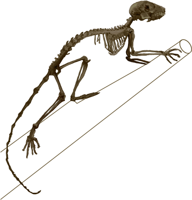 Background Image - - Skeleton (398x429), Png Download