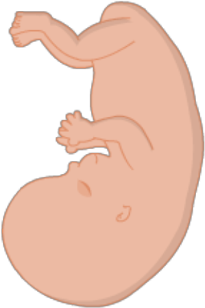 Smart Exchange - Fetus Transparent (420x534), Png Download