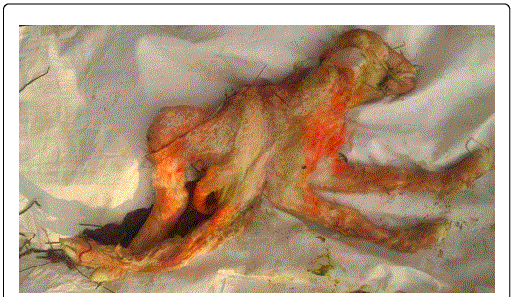 Right Lateral View With Malformed Fetus Having Extended - Fetus (513x297), Png Download