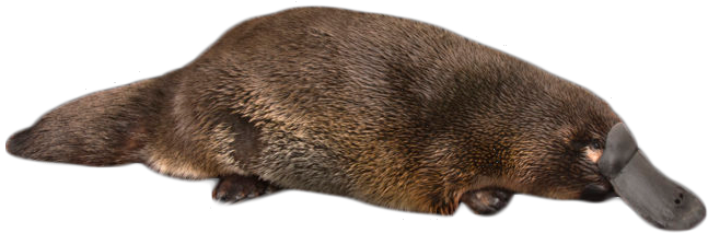 Platypus On The Ground Png Image - Platypus (768x511), Png Download