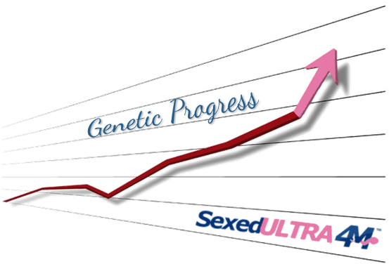 Banking On Sexed Semen - Diagram (590x381), Png Download