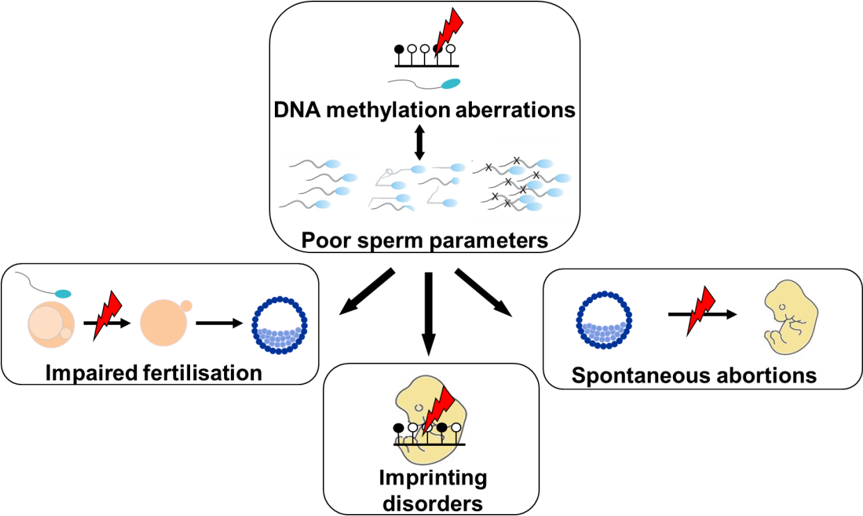 Aberrant Imprints In Spermatozoa Are Associated With - Dna Methylation Sperm (1239x761), Png Download