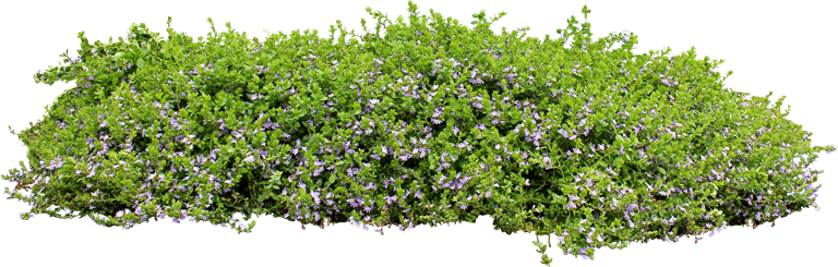 Ground Cover Png - Scaevola Aemula Purple Fanfare (768x245), Png Download
