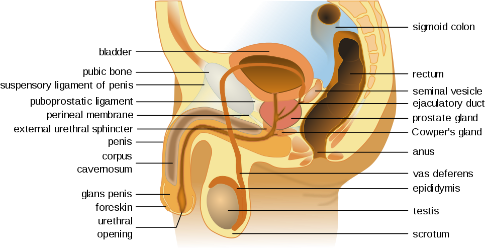 An Illustration Of The Male Reproductive Organs And - Male Reproductive System Map (1024x492), Png Download