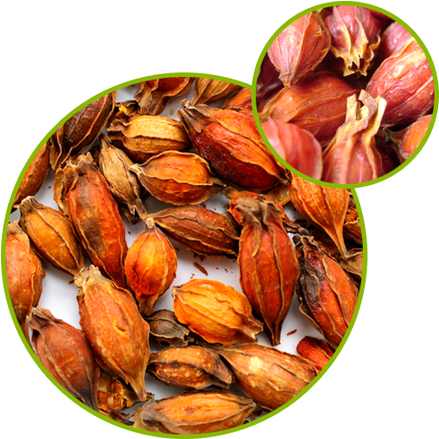 Gardenia Semen Extract - Gardenia Fruit (500x500), Png Download