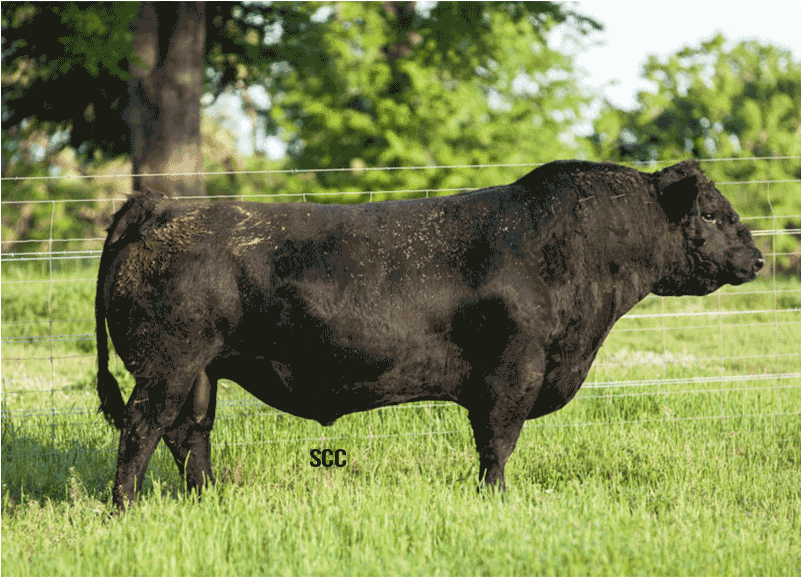 Hook's Black Hawk 50b Simangus Semen - Southern Cattle Company (800x800), Png Download