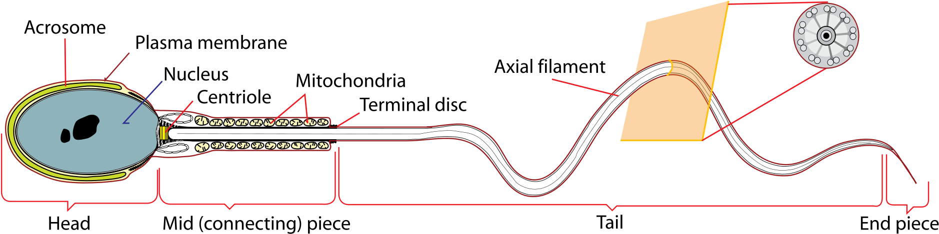 See Also[edit] - Sperm Cell Diagram (2000x583), Png Download
