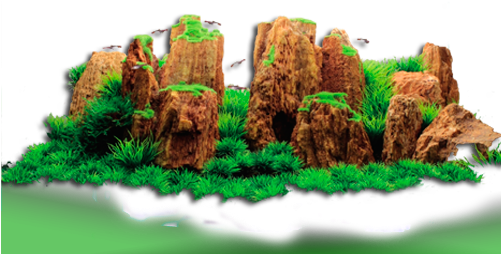 Ornamentos Aqua Scaping - Hugo Plant Display 2 60cm (500x300), Png Download