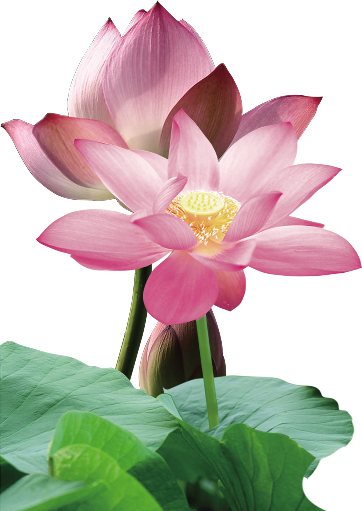 Nelumbo Nucifera Red Leaf - Pink Lotus Png (1880x2144), Png Download