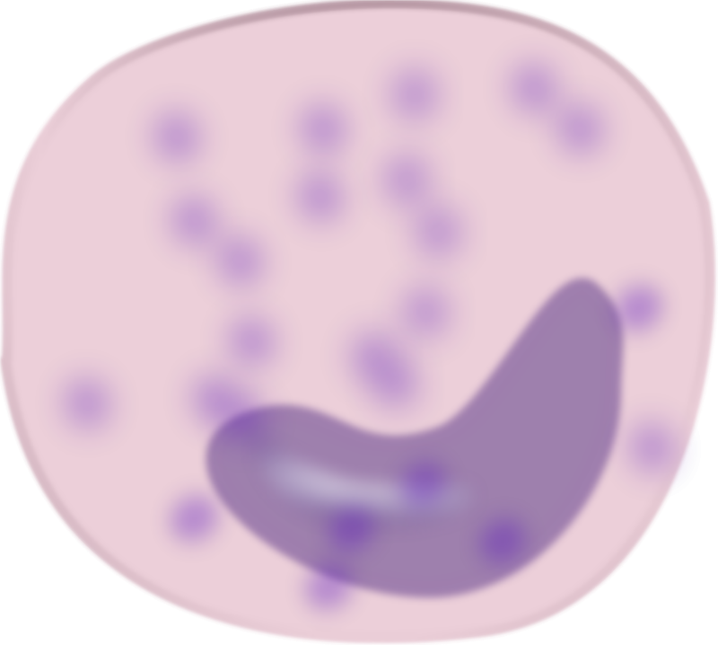 Este Gráficos Es Monocitos Sobre Anatomia, Biologia, - Macrophage Clipart (800x718), Png Download