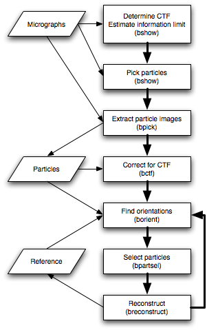 Note That The Following Protocol Assumes That Focal - Diagram (301x479), Png Download