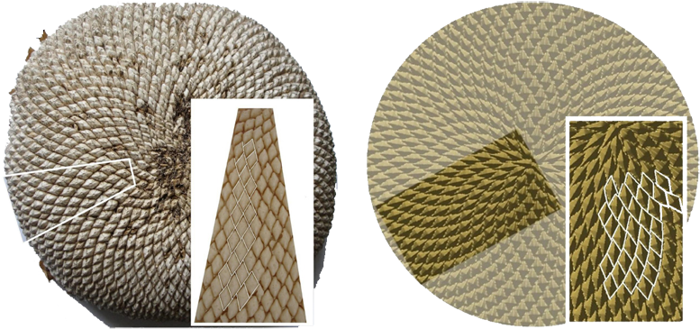 Inspecting A Sunower Head, One May Notice First The - Biological System (800x382), Png Download