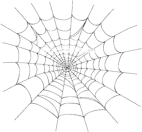 Realistic Spider Web Png Download - Spider Web Vector (500x520), Png Download