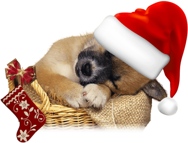 Fondos De Navidad Con Perritos Para Enviar Por Whatsapp (1024x768), Png Download