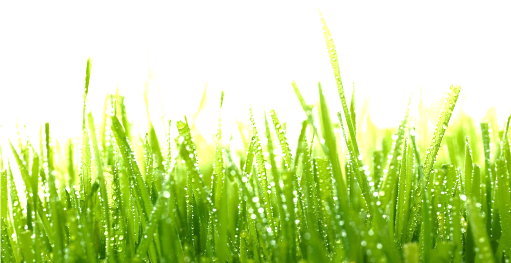 Grama De Chuva Verde - Dewy Grass Png (1024x566), Png Download