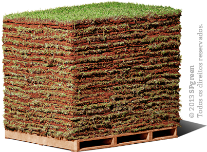 De Origem Japonesa, A Grama-esmeralda É Uma Das Espécies - Palete De Grama (422x345), Png Download