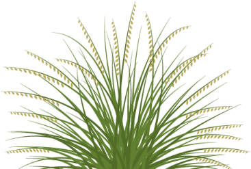 Sideoats Grama Illustration - Sideoats Grama (400x332), Png Download