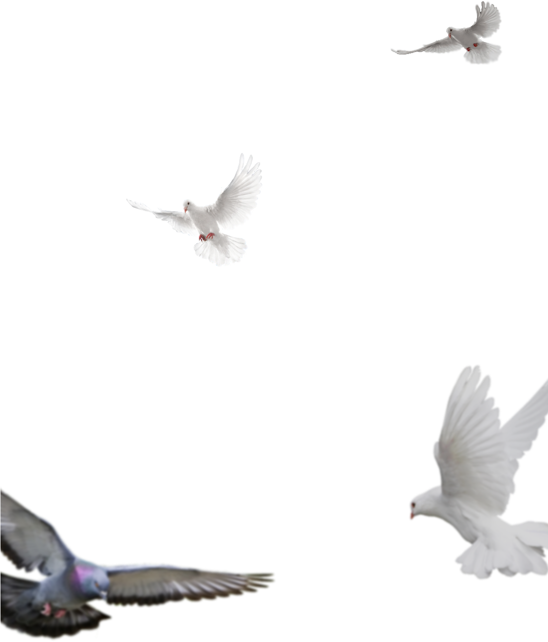 Visit My Other Website For More New Png - Pigeons And Doves (1124x1600), Png Download