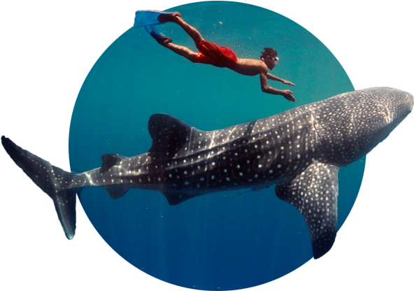 Impactantes De Tiburon Ballena (601x466), Png Download