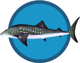 Image Border - Whale Shark (360x360), Png Download