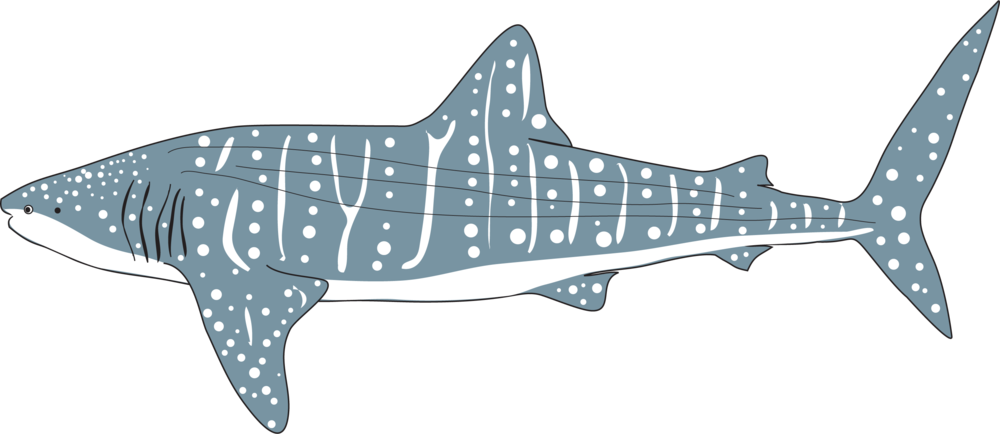 Icon Whaleshark - Whale Shark (1000x434), Png Download