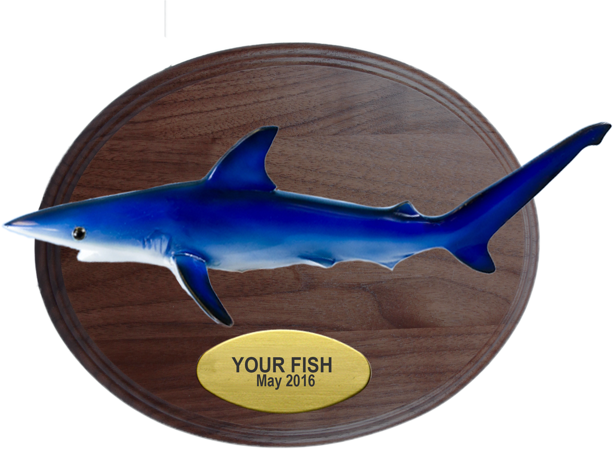 Blue Shark On Small Oval Walnut - Bronze Hammerhead Shark (2168x1624), Png Download