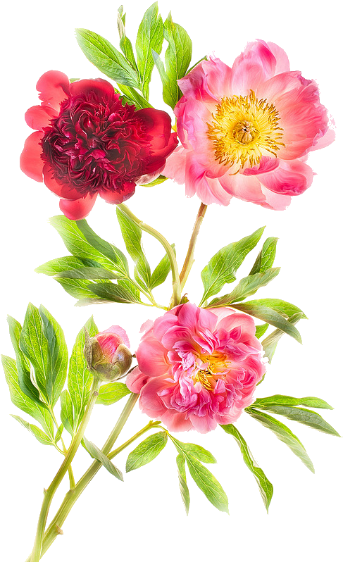 Pin By Leticia Vervloet On A - Harold Davis (800x800), Png Download