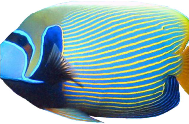 Tropical Fish Clipart Butterfly Fish - Aquarium (640x480), Png Download