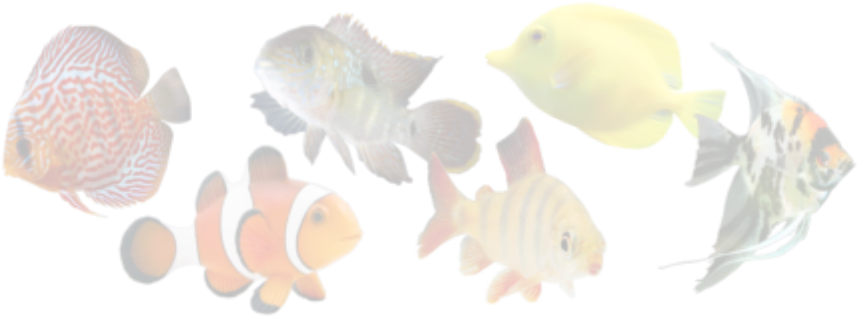 Like Us - King British Discus Granules 100 Gr (892x394), Png Download