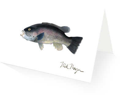 Tautog - Nick Mayer Lincoln Westlake (480x387), Png Download