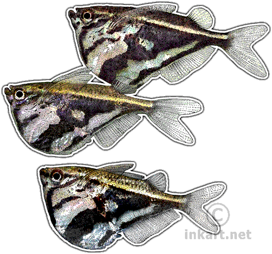 Marbled Hatchetfish Decal - Marbled Hatchetfish Png (550x514), Png Download