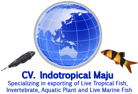 Indotropical Maju - Hari Sumpah Pemuda 2015 (452x309), Png Download