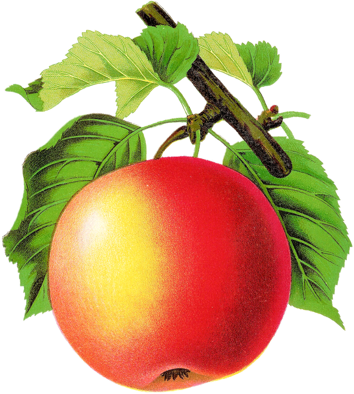 Digital Vintage Apple Clipart Downloads - Apple Vintage Png (1377x1600), Png Download