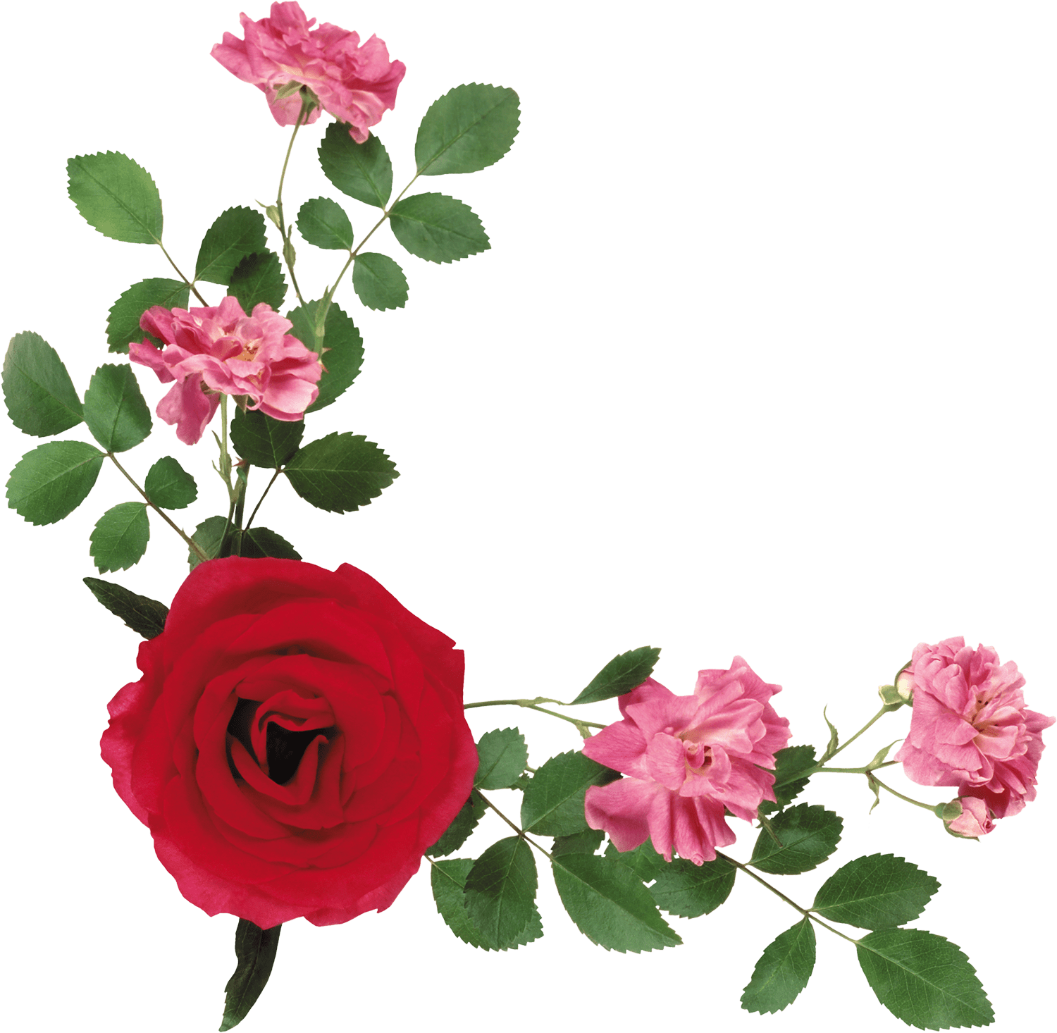 Peony Corner Border (1500x1466), Png Download