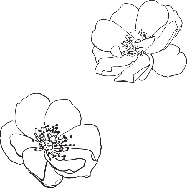 Free Image On Pixabay - Apple Blossom Flower Outline (635x640), Png Download
