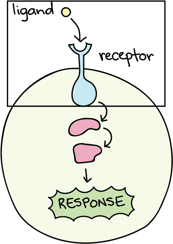 Stages Of Signal Transduction Cellular Response (1331x833), Png Download