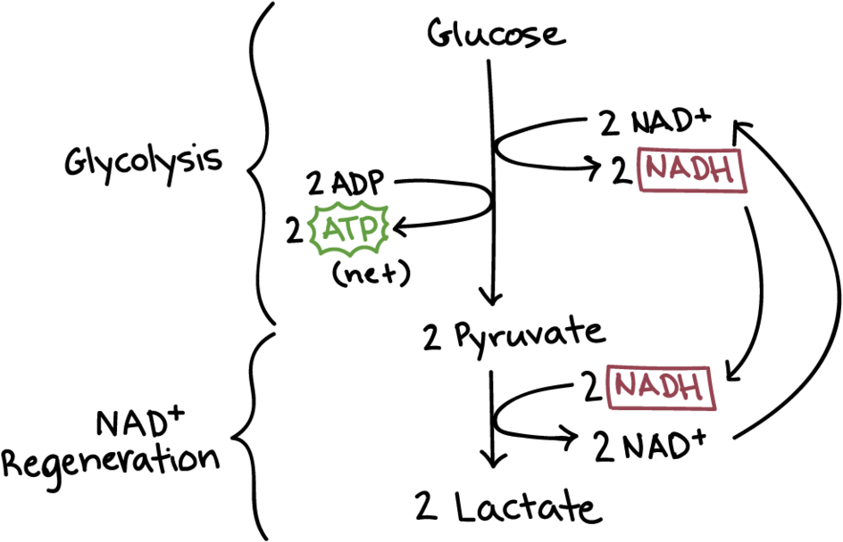 Fermentation Reaction - Anaerobic Respiration (1000x744), Png Download
